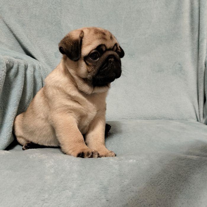 Mops szczenięta Śliczna Sunia