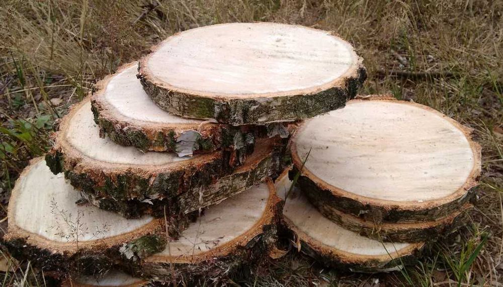 Plastry drewniane Krążki z drewna Brzoza