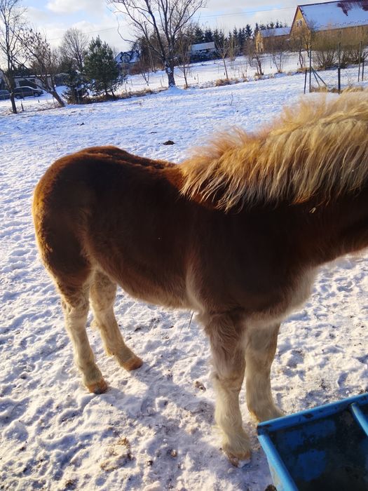 Sprzedam ogierka zimnokrwistego