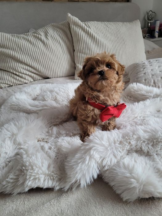 MALTIPOO  MINI  pudel toy #maltanczyk