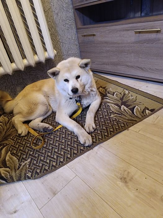 Акита для вязки девочка