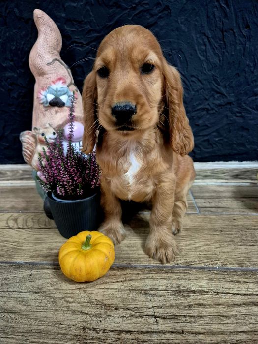 Cocker spaniel suczka Lola