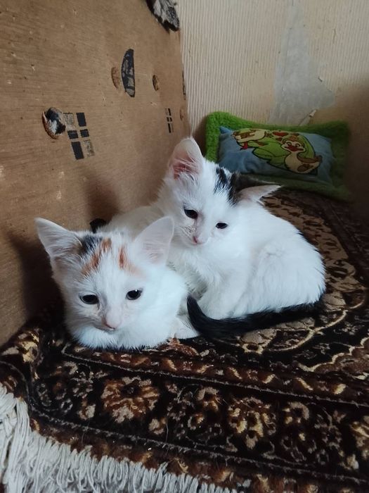 Грайливі кошнята шукають люблячу родину