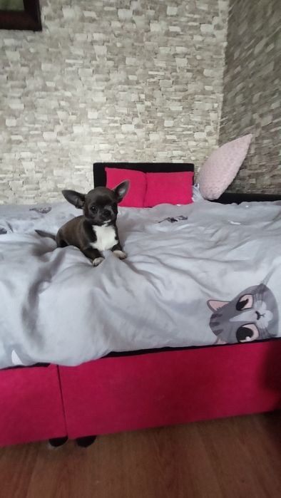 Śliczne -szczenię Chihuahua! aktualne zdjecia