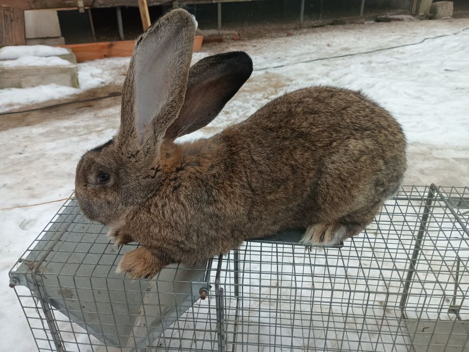 Zamienię/sprzedam samca królika