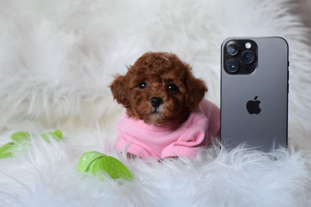 Мальтипу міні , мікро цуцннятааа. Ф1. Продаж найкращі породисті