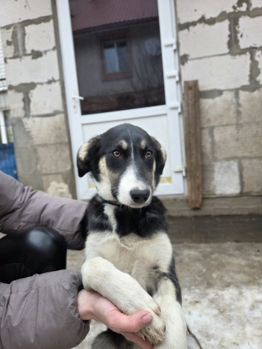 Герда, ніжна красуня, слухняна, найкраща!