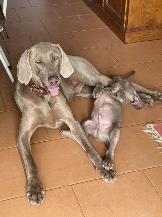 Weimaraner acasalamento