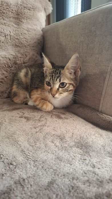 Gatinha com 2 mesinhos e meio para adopção