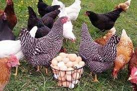 Kury Nioski z pierwszym jajkiem Dominant Leghorn TRANSPORT pod dom