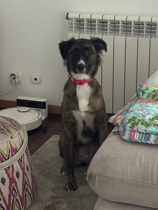 Cadela para adoção