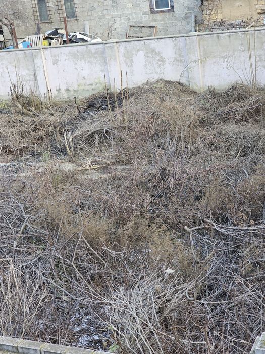 Дрова ветки щепа БЕСПЛАТНО