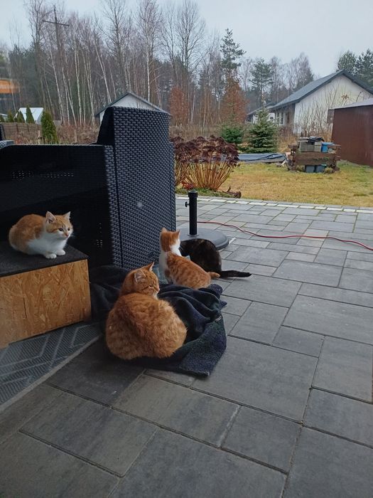 Kotki szukają domu!!!