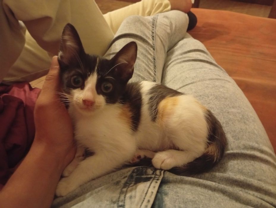 Gatinha para adoção