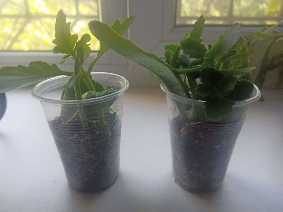 Каланхое Блоссфельда