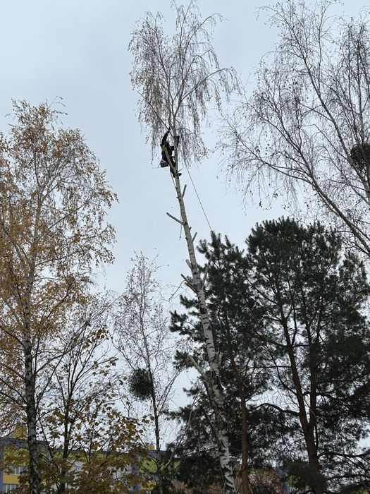 Обрізка, видалення, чистка дере