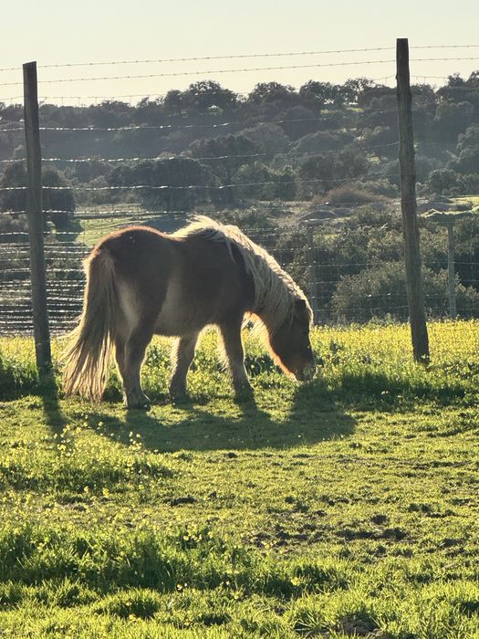 Ponei montado a dar aulas