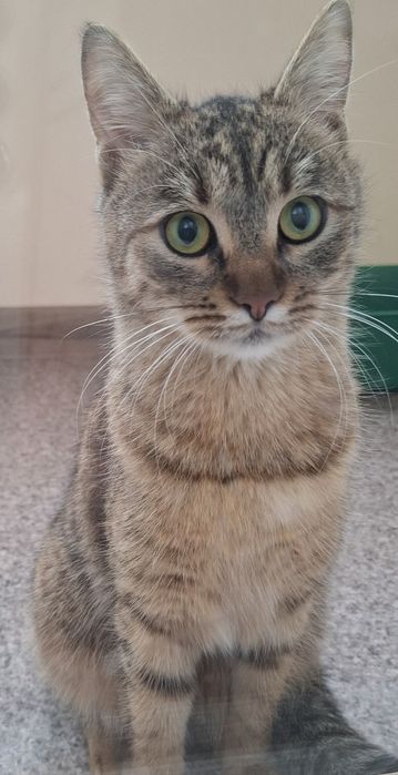 Отдам кошку лесного окраса, 10 месяцев, стерилизована