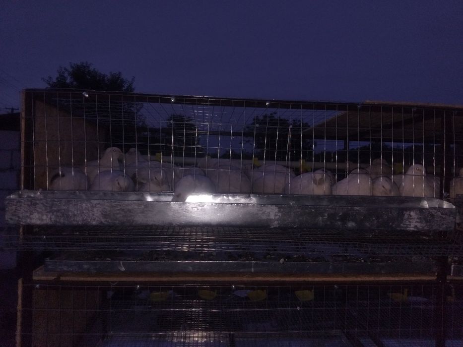 Клітки для перепілок, курей