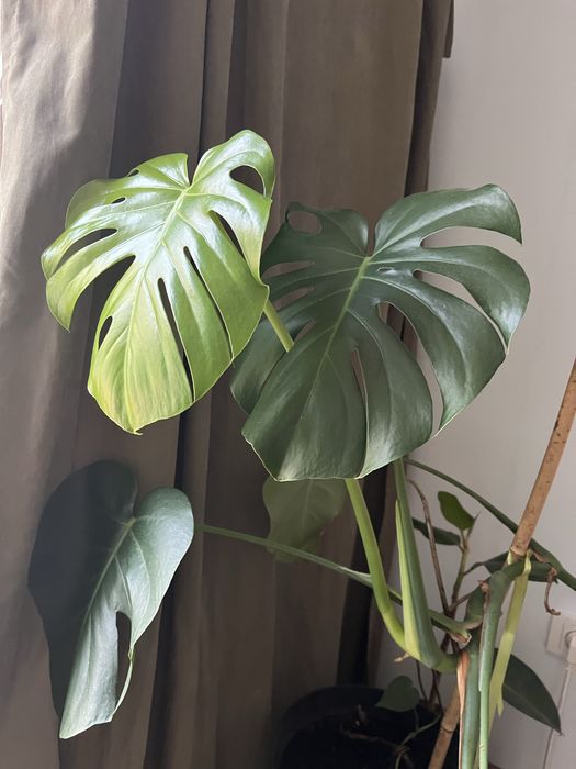 Монстера гарна велика