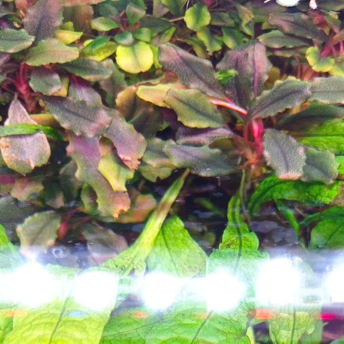 Bucephalandra theia brown, akwarium, rośliny akwariowe, akwarystyka