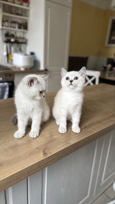 Шотландськи кошенята