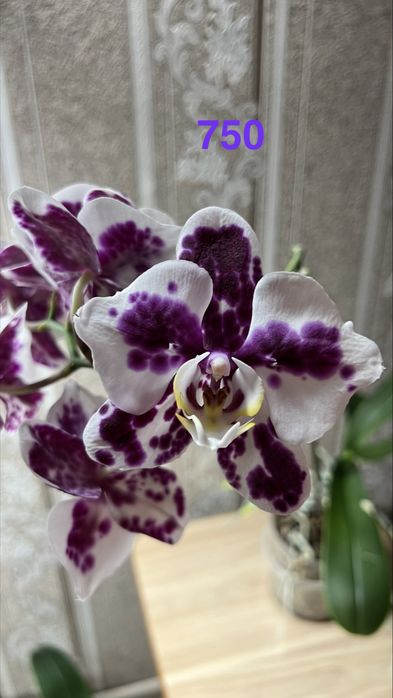 Орхидеи бабочки и не только