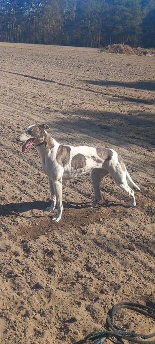 Greyhound suczka 2 letnia