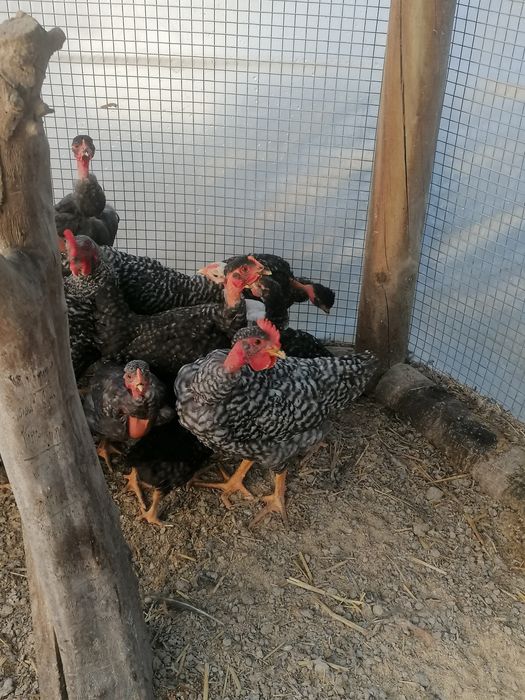 Frangas E frangos de raça pedrês e arraçados já..