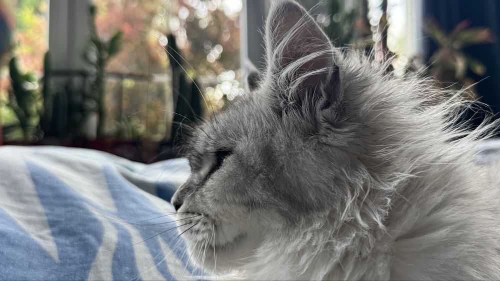 Maine Coon pręgowana dziewczynka GOOD AFTERNOON | rodowód FPL