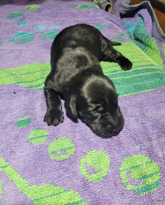 Flat  Coated Retriever