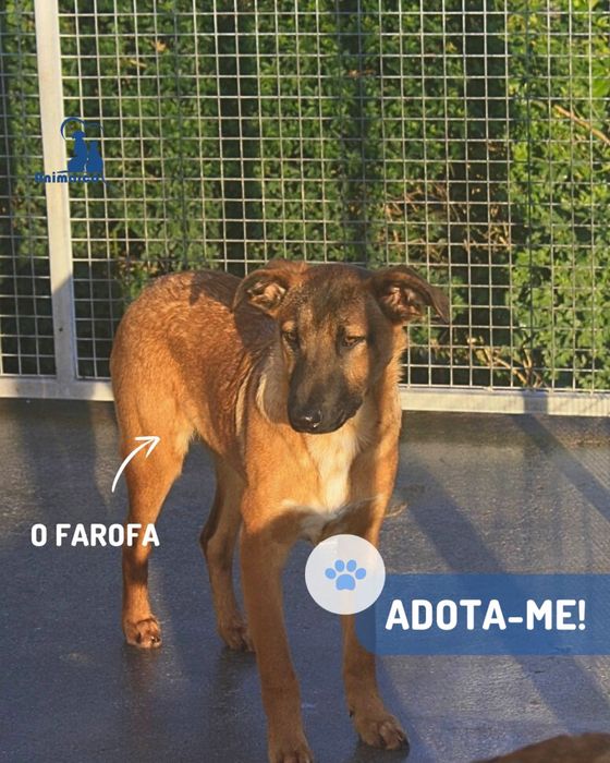 Farofa cao jovem timido porte medio