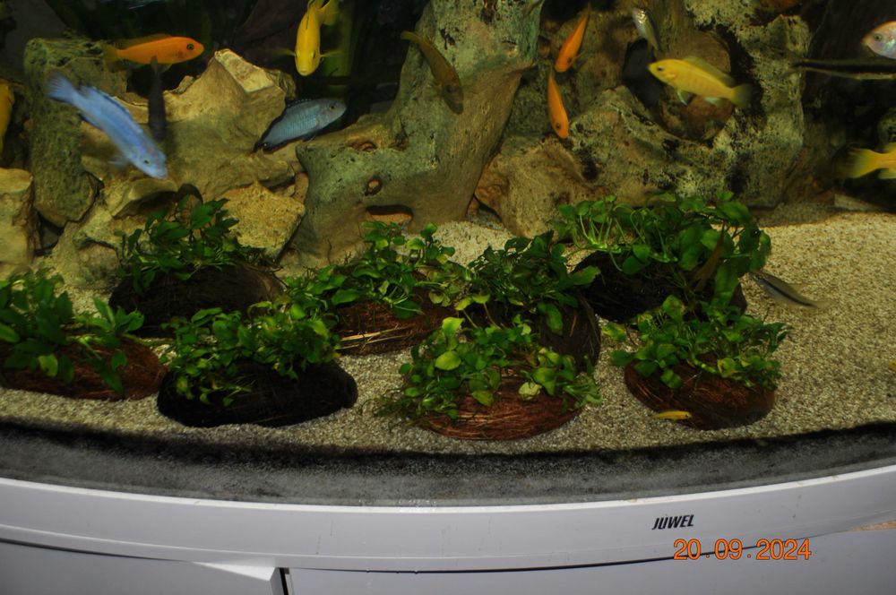 Anubias Nana Pangolino na kokosie, skorupie orzecha kokosowego