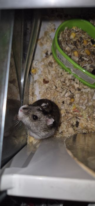 Джунгарик домашній