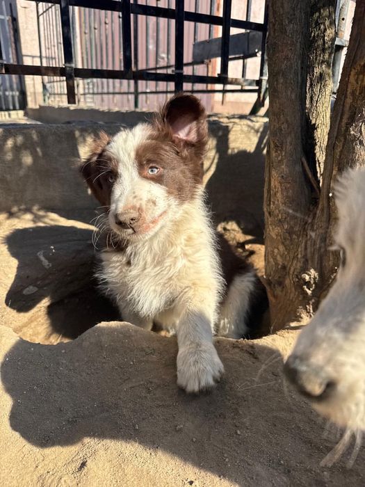 Border Collie gotowe do nowych domow