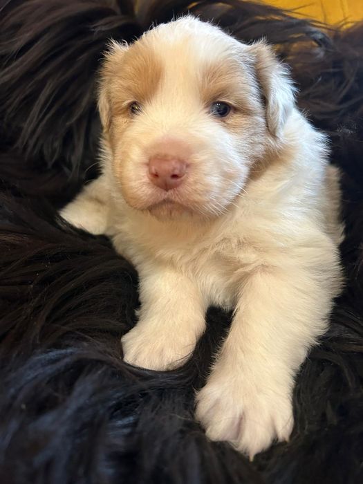 Owczarek australijski FCI samiec red merle