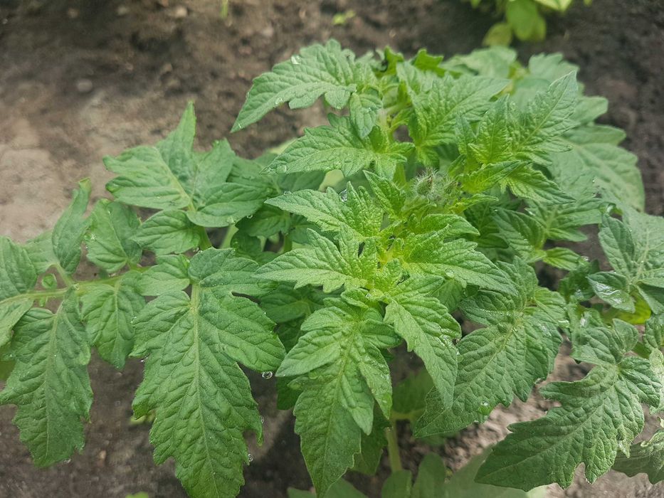 Nawóz organiczny Pokrzywa 5 Litrów