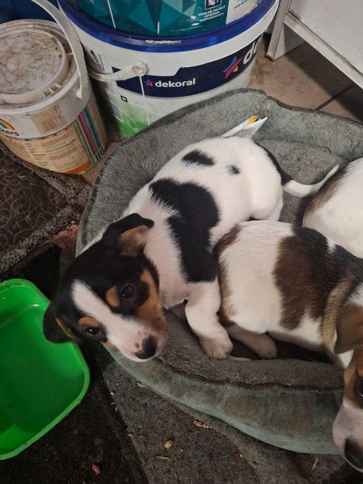 Oddam pieski w dobre ręce