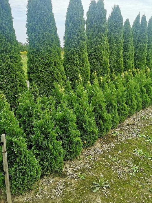 tuja tuje różne odmiany 2m nowa huta