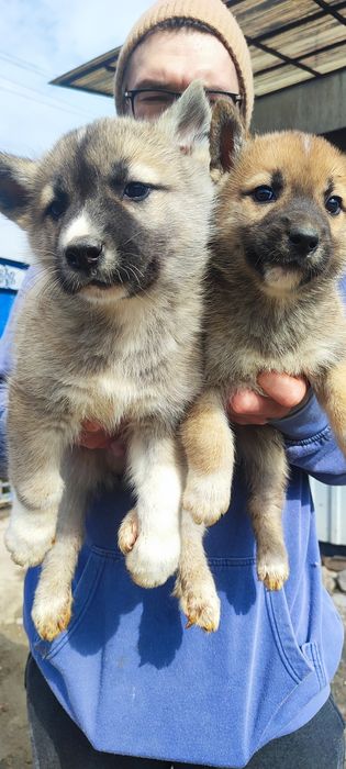 Американська акіта -