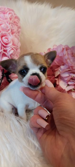 ZAREZERWOWANA !!! CUDNA Mini sunia Chihuahua