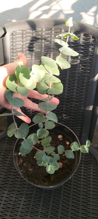 Евкаліпт Сільвер Долар Eucalyptus cinerea 'Silver Dollar'