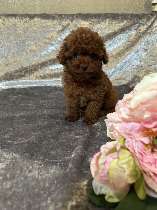 Хлопчик  міні, батьки Китай