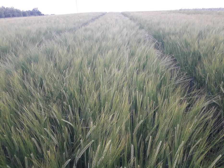 Jęczmień jary 1 rok po centrali