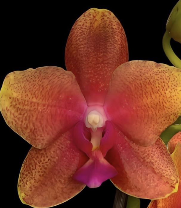 Молоді рослини орхідеї