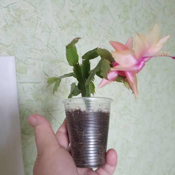 Квіти кімнатні.Різдвяник.