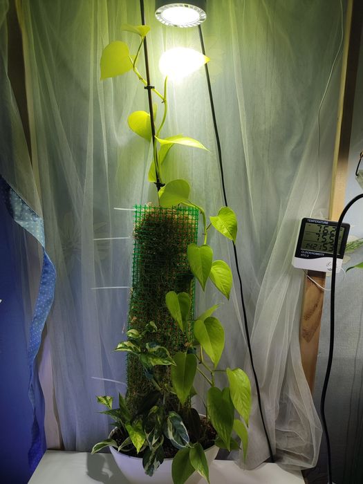 Кімнатні рослини:  Драцена, Філодендрон, епіпремнум, сукулен