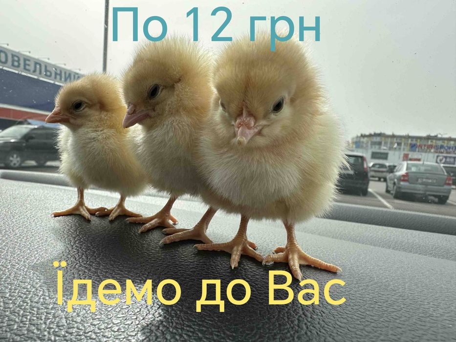 Курчата Цыплята Циплята Несушка Кури Ломан Браун Сенді+Півники Півні