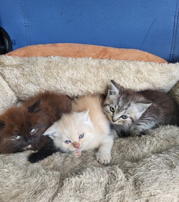 Британские котята
