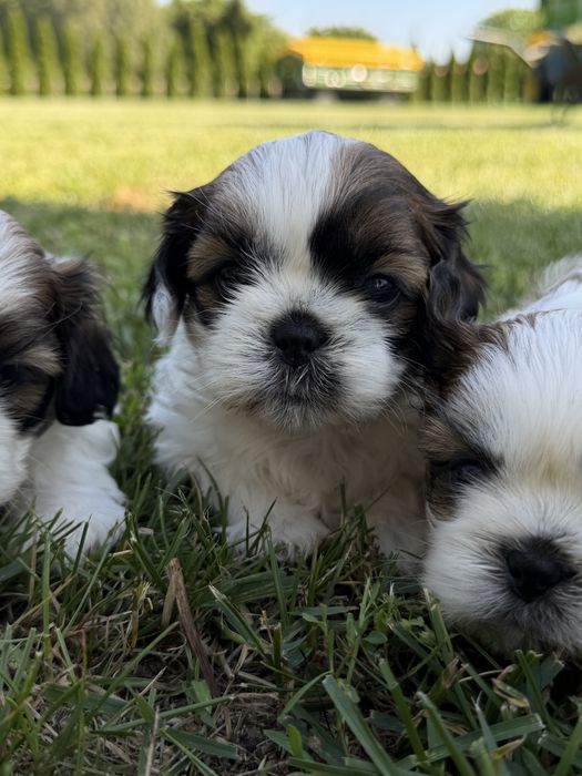 Shih tzu tri color